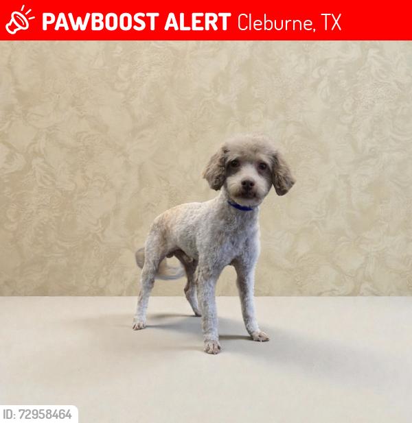 Lost Male Dog last seen Turner St, Granbury st, Bales st, Morengo st, Cleburne, TX 76033