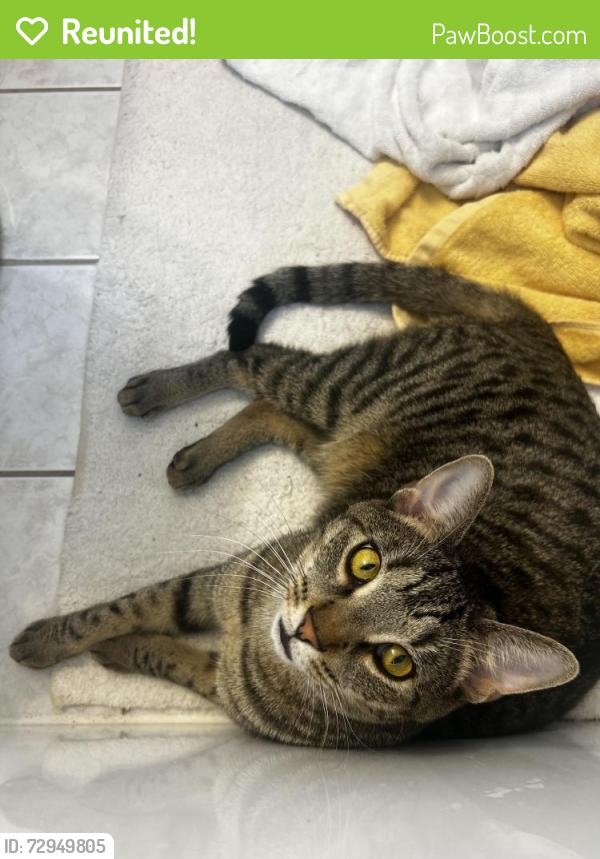 Reunited Male Cat last seen Wetherington Neighborhood , West Chester Township, OH 45069