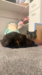 Lost Female Cat last seen In the hse, Walter's Ash, England HP14 4UR