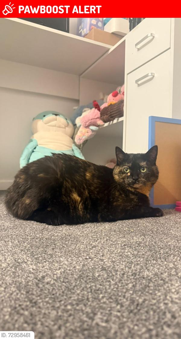Lost Female Cat last seen In the hse, Walter's Ash, England HP14 4UR