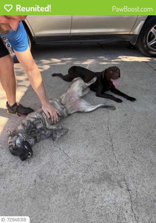Reunited Male Dog last seen Near S Fox Ln, Burleson, TX 76028