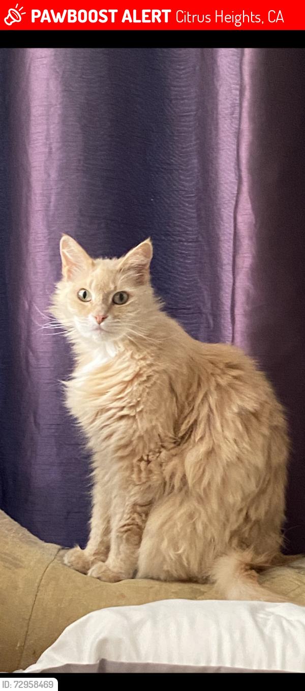 Lost Female Cat last seen Sunrise Blvd./Greenback ln. Near Tempo park, Citrus Heights, CA 95610