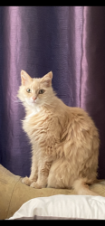 Lost Female Cat last seen Sunrise Blvd./Greenback ln. Near Tempo park, Citrus Heights, CA 95610