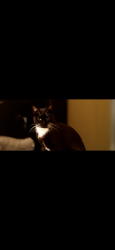 Lost Female Cat last seen Crest Dr, Eugene, OR 97405