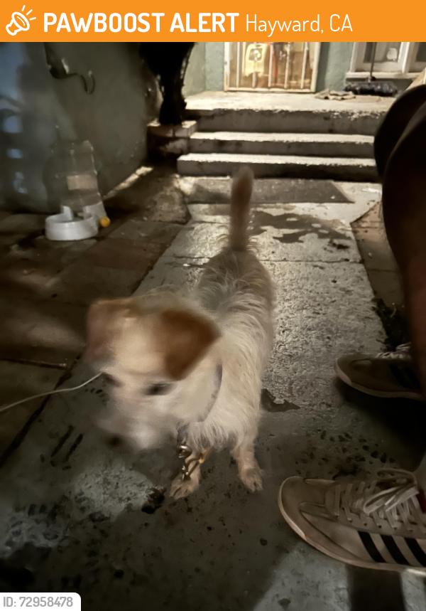 Found/Stray Male Dog last seen Sycamore ave, Hayward, CA 94544