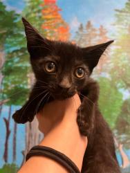 Shelter Stray Male Cat last seen Bexar County, New Braunfels, TX 78130