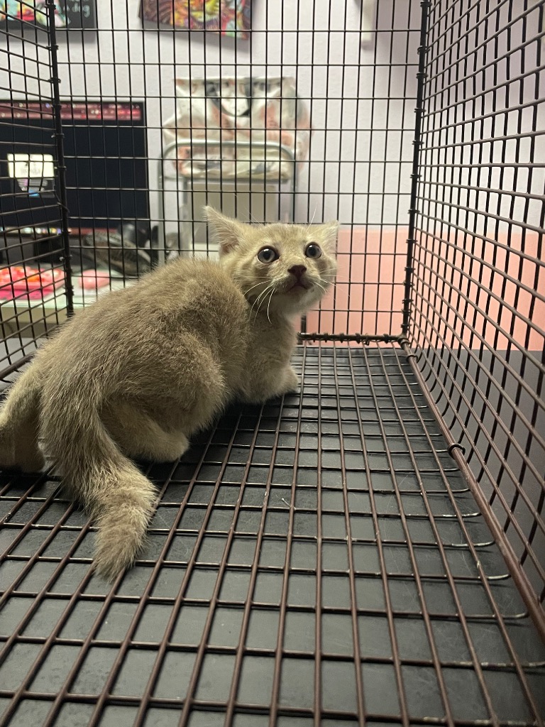Shelter Stray Male Cat last seen Bexar County, New Braunfels, TX 78130
