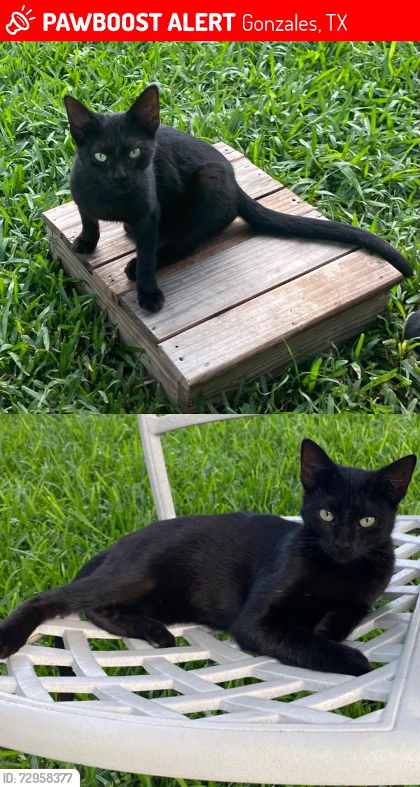 Lost Female Cat last seen Monte Vista Apts, Indian Ridge Apts., Gonzales, TX 78629