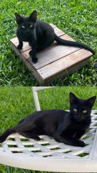 Lost Female Cat last seen Monte Vista Apts, Indian Ridge Apts., Gonzales, TX 78629