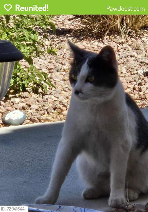 Reunited Unknown Cat last seen Mang & Manderley, Paradise, NV 89123
