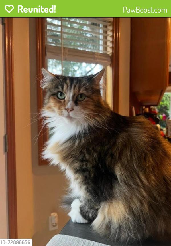 Reunited Female Cat last seen Sw Greenburg and 96th, Tigard, OR 97223