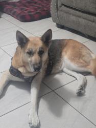 Reunited Female Dog last seen Caribbean and Waldron near Airfield, Corpus Christi, TX 78418