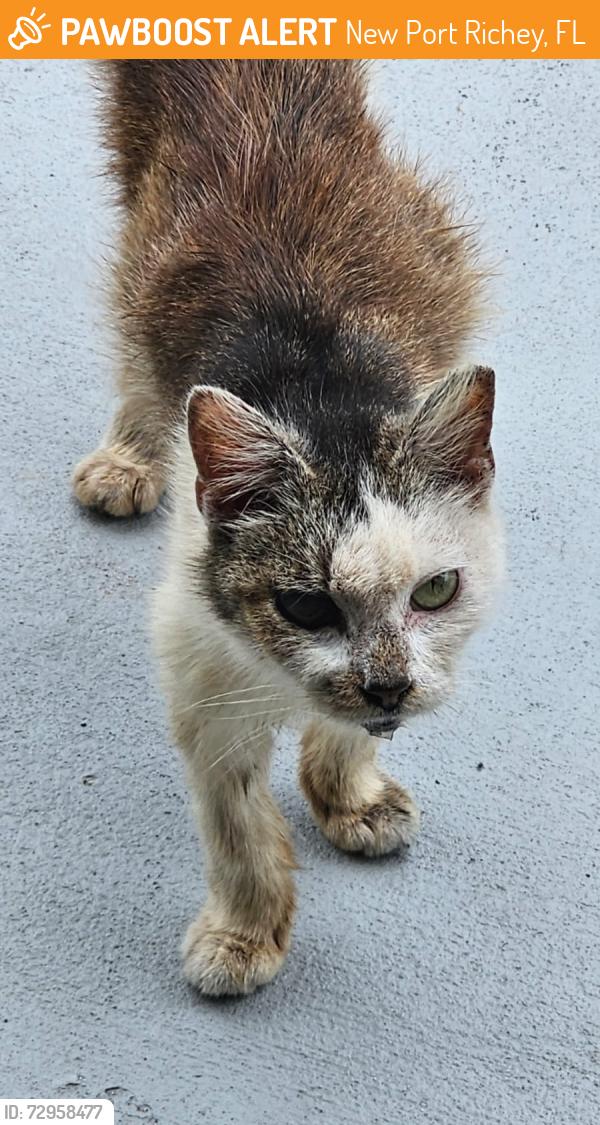 Found/Stray Female Cat last seen Meadowlark Ln and Cecelia , New Port Richey, FL 34653