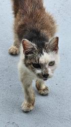 Found/Stray Female Cat last seen Meadowlark Ln and Cecelia , New Port Richey, FL 34653