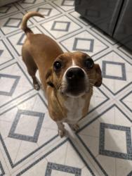 Reunited Female Dog last seen Near rector ave , Fort Worth, TX 76133