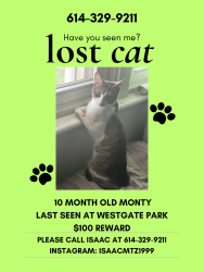 Lost Male Cat last seen Tree at Westgate Park, next to the redeveloped parking lot, Columbus, OH 43204