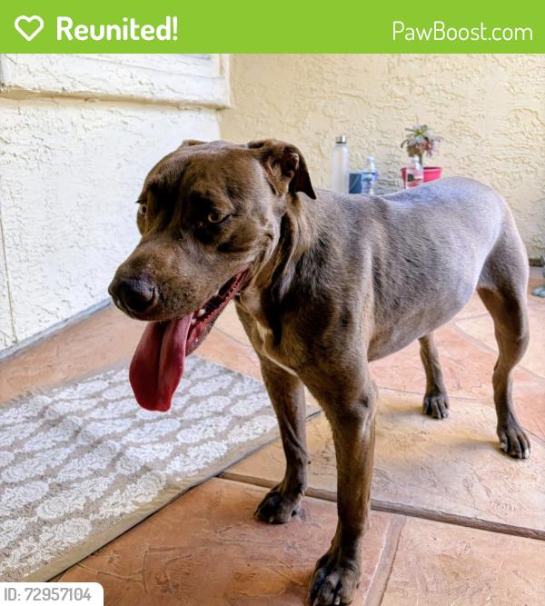 Reunited Female Dog last seen 28th Drive & Peoria Ave, Phoenix, AZ 85029
