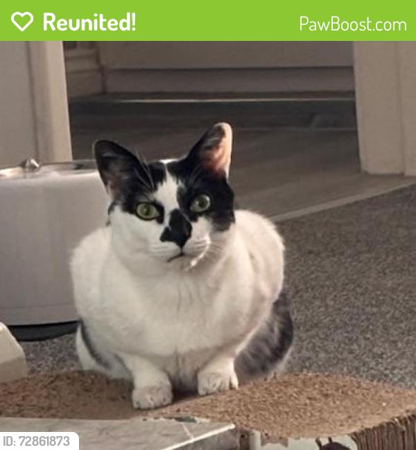 Reunited Male Cat last seen Vak Store, Tyne and Wear, England NE11 9LJ