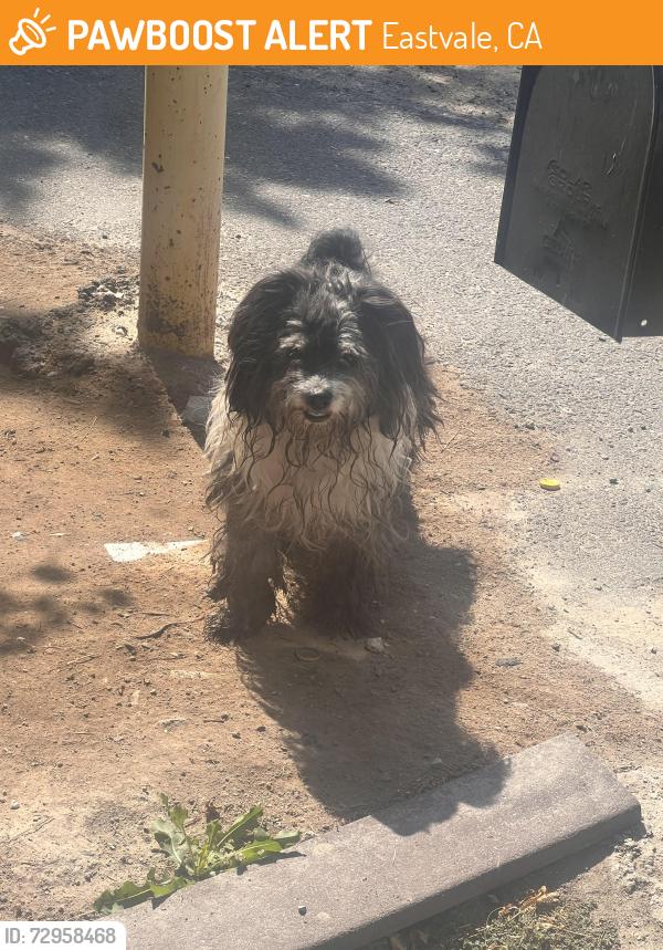 Found/Stray Unknown Dog last seen  Hall St and Walters St , Eastvale, CA 92880