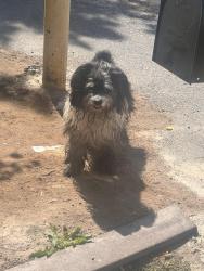 Found/Stray Unknown Dog last seen  Hall St and Walters St , Eastvale, CA 92880