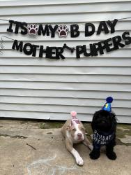 Lost Male Dog last seen Kirby and Shelby Dr , Memphis, TN 38141