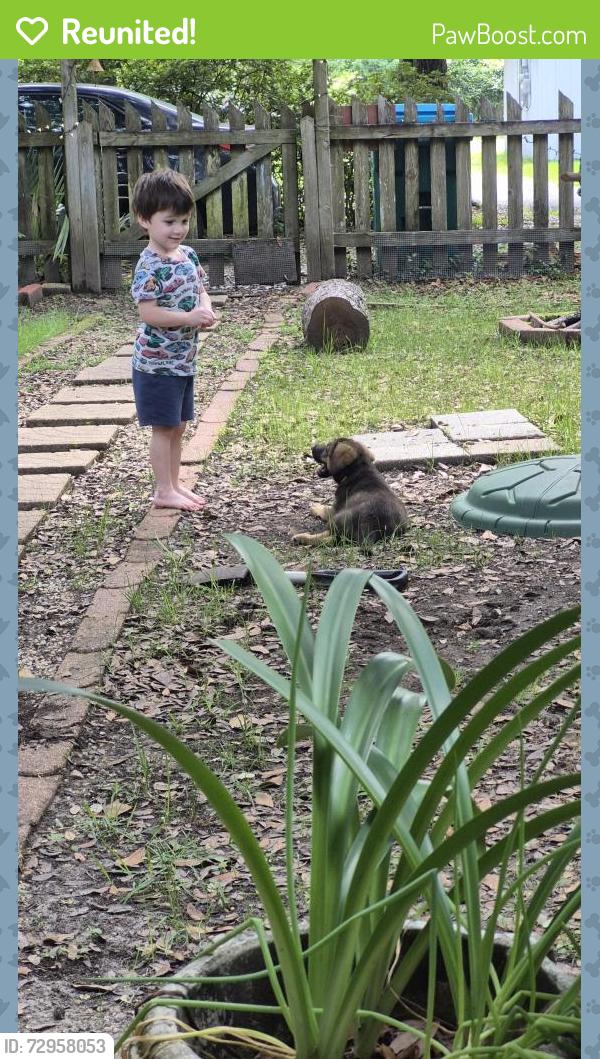 Reunited Male Dog last seen Beauregard, Ponchatoula, LA 70403