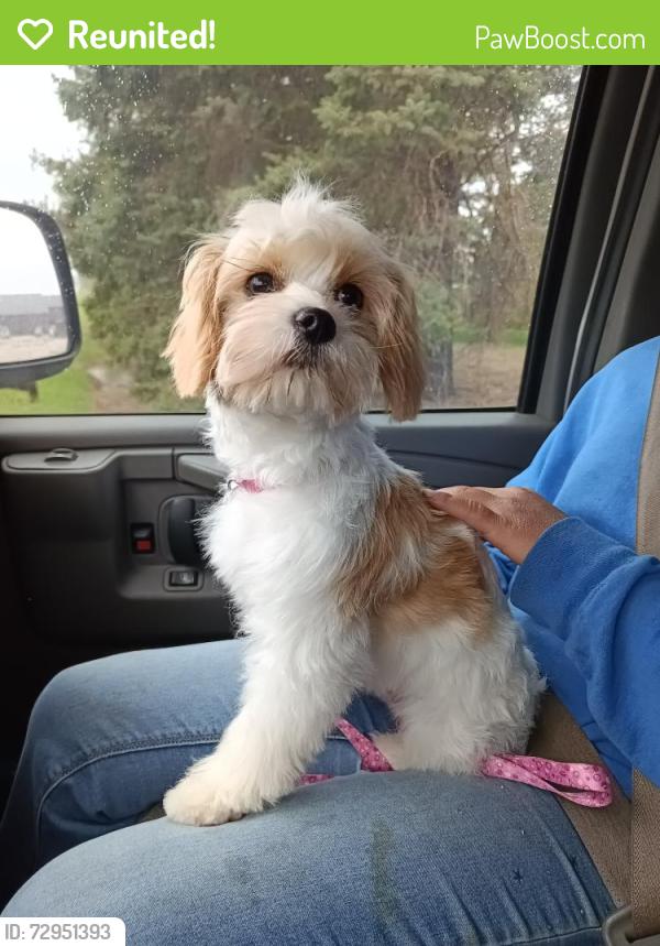 Reunited Female Dog last seen Butler, Barryville, Case roads, Dowling, MI 49050