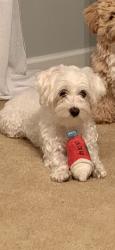 Lost Female Dog last seen Starbucks off Gatlin, Port St. Lucie, FL 34953