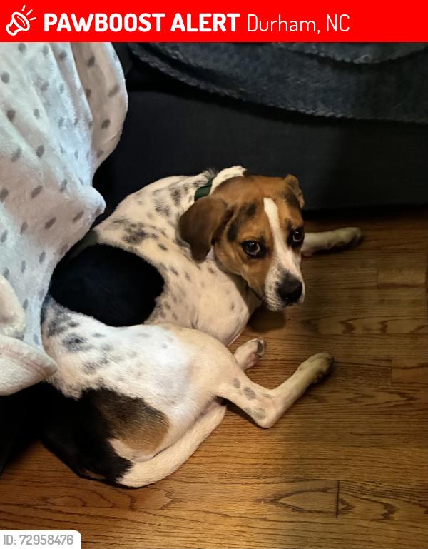 Lost Male Dog last seen Colorado Ave. and Garrett Rd., Durham, NC 27707