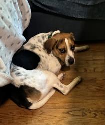 Lost Male Dog last seen Colorado Ave. and Garrett Rd., Durham, NC 27707