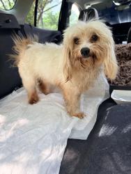 Found/Stray Male Dog last seen The landing apmts, San Antonio, TX 78218