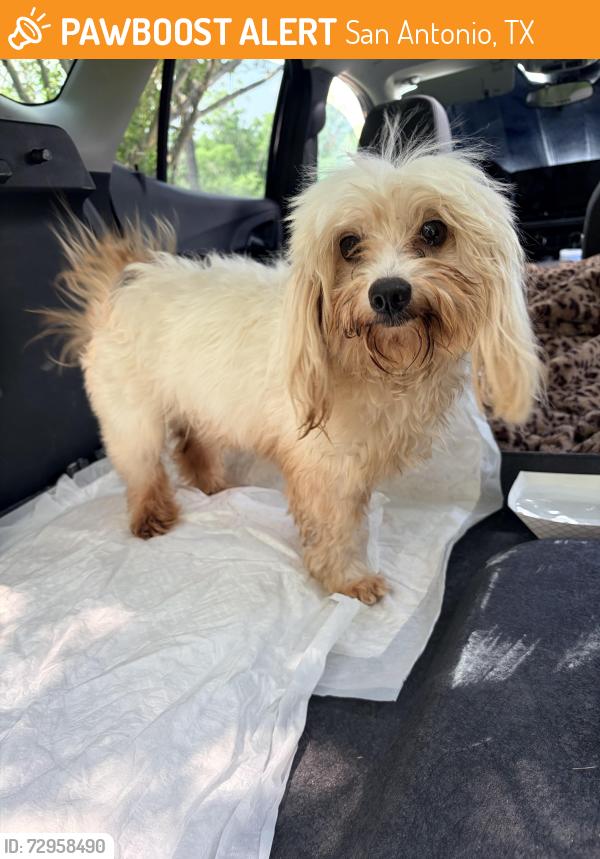Found/Stray Male Dog last seen The landing apmts, San Antonio, TX 78218
