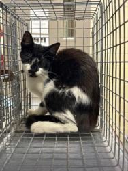 Shelter Stray Unknown Cat last seen , Sanford, FL 32773