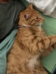 Reunited Male Cat last seen Near Borden Road, San Marcos, San Marcos, CA 92069