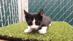 Shelter Stray Male Cat last seen , Downey, CA 90242