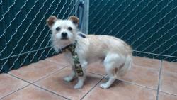 Shelter Stray Male Dog last seen , Downey, CA 90242