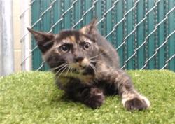 Shelter Stray Female Cat last seen , Downey, CA 90242