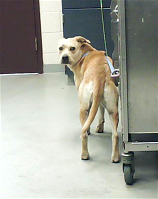Shelter Stray Female Dog last seen Near BLOCK HOLLAND ST, FAYETTEVILLE NC 28311, Fayetteville, NC 28306