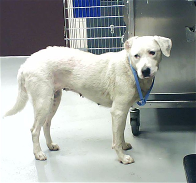 Shelter Stray Female Dog last seen Near BLOCK HOLLAND ST, FAYETTEVILLE NC 28311, Fayetteville, NC 28306