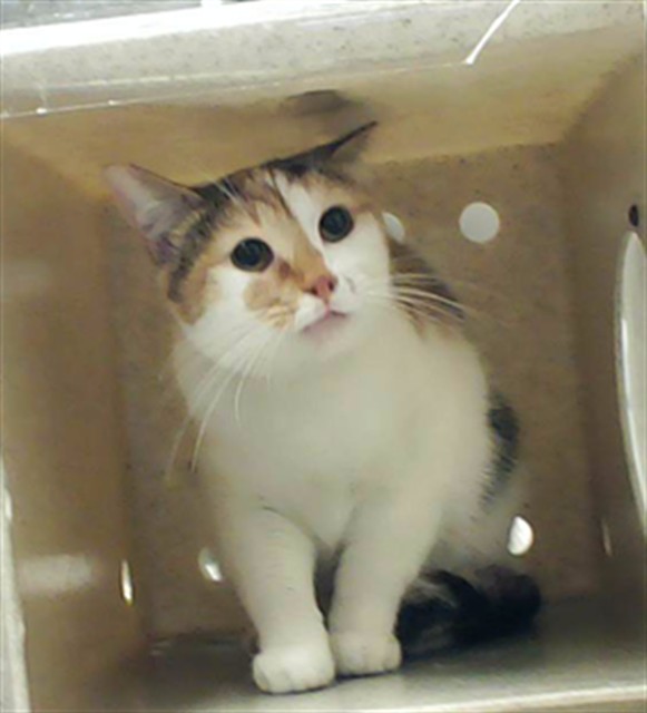 Shelter Stray Female Cat last seen , Fayetteville, NC 28306