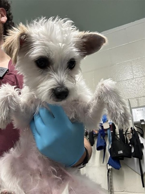 Shelter Stray Female Dog last seen TRUXEL RD & SAN JUAN RD, Sacramento, CA 95818