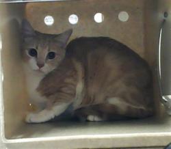 Shelter Stray Female Cat last seen , Fayetteville, NC 28306