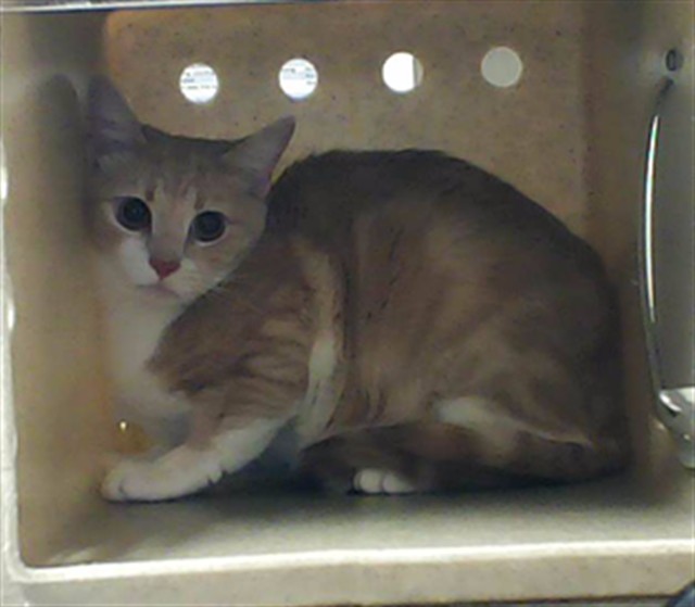 Shelter Stray Female Cat last seen , Fayetteville, NC 28306