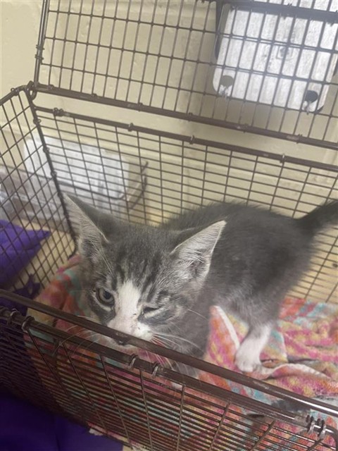Shelter Stray Male Cat last seen EXPOSITION BLVD & RESPONSE RD, Sacramento, CA 95818