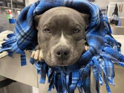 Shelter Stray Male Dog last seen Near BLOCK NW 10TH ST, OKLAHOMA CITY OK 73127, Oklahoma City, OK 73129