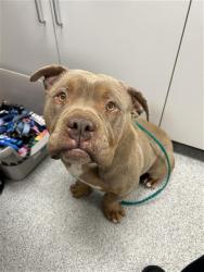 Shelter Stray Male Dog last seen BOND RD / BADER RD, Elk Grove, CA 95624