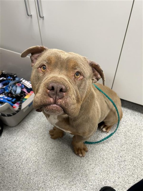 Shelter Stray Male Dog last seen BOND RD / BADER RD, Elk Grove, CA 95624
