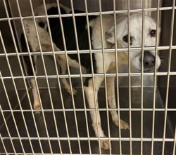 Shelter Stray Male Dog last seen Near BLOCK SE 46TH LAYS IN FRONT OF FINDER'S DOOR, Oklahoma City, OK 73129