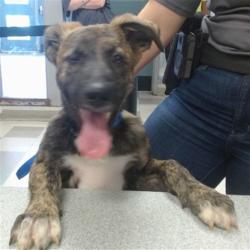 Shelter Stray Male Dog last seen Near BLOCK LESLIE DR, Oklahoma City, OK 73129
