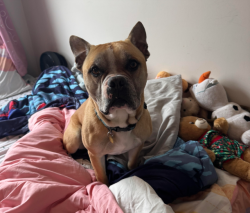 Reunited Male Dog last seen avenue du portage, Dartmouth, NS B2X 3S8